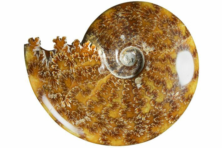 Polished Ammonite (Cleoniceras) Fossil - Madagascar #185505